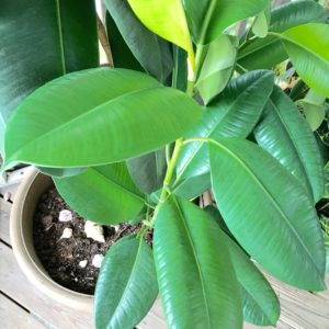 Low Maintenance House Plants & 5 Essential Tips for Their Care | House plant care | House plants you can't kill | House plant care |home and garden | plant care | tips for plant care | houseplants | easiest indoor plants | indoor plants | outdoor plants | low light | sunny | easy care | house plants | 