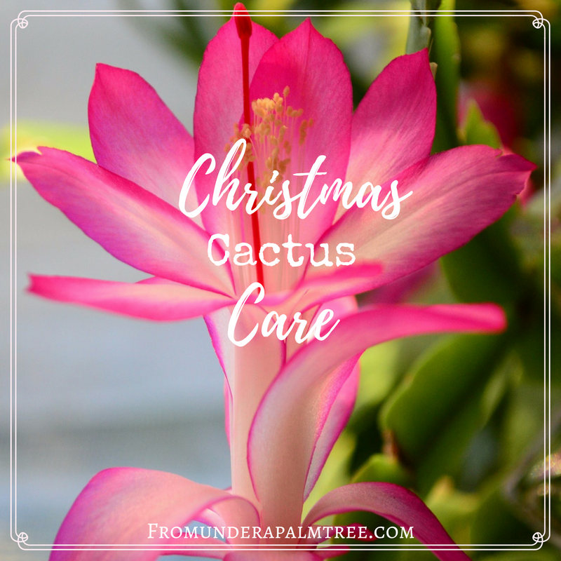 Caring for a Christmas Cactus? Here are tips for taking care of your christmas cactus. | Christmas Cactus Care | Taking care of my Christmas Cactus | how to take care of a Christmas Cactus | plants | Taking of plants | Cactus care |