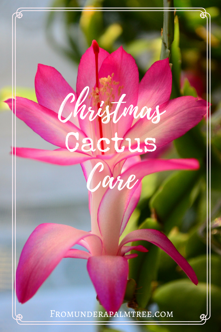 Caring for a Christmas Cactus? Here are tips for taking care of your christmas cactus. | Christmas Cactus Care | Taking care of my Christmas Cactus | how to take care of a Christmas Cactus | plants | Taking of plants | Cactus care |