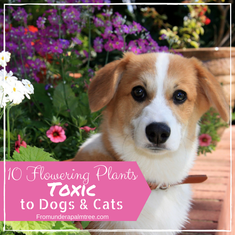 Plants toxic to dogs | Plants toxic to cats | Plants toxic to animals | toxic plants | dog safety | cat safety | gardening | outdoor cats | plants |
