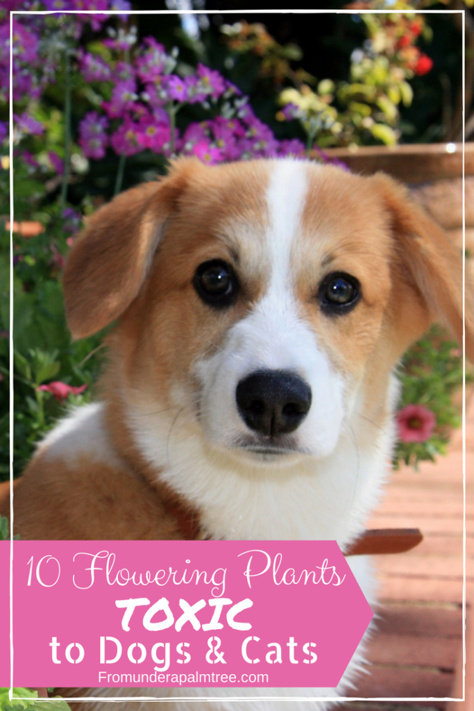 Plants toxic to dogs | Plants toxic to cats | Plants toxic to animals | toxic plants | dog safety | cat safety | gardening | outdoor cats | plants |