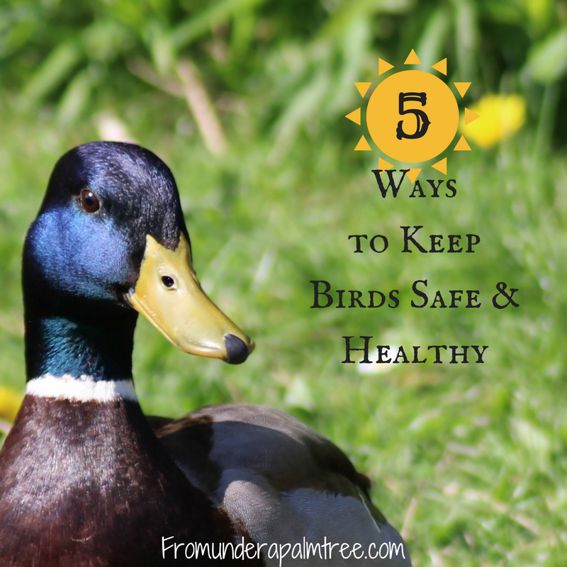 5 Ways to Keep Birds Safe & Healthy by From Under a Palm Tree