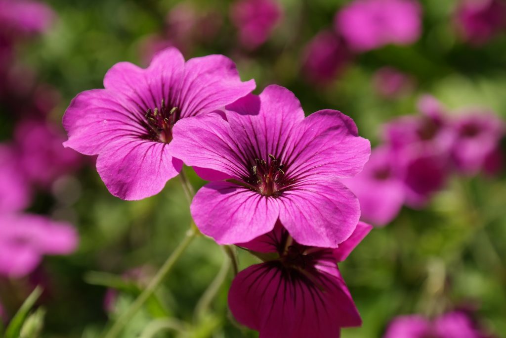 10 Flowering Plants Toxic to Dogs & Cats