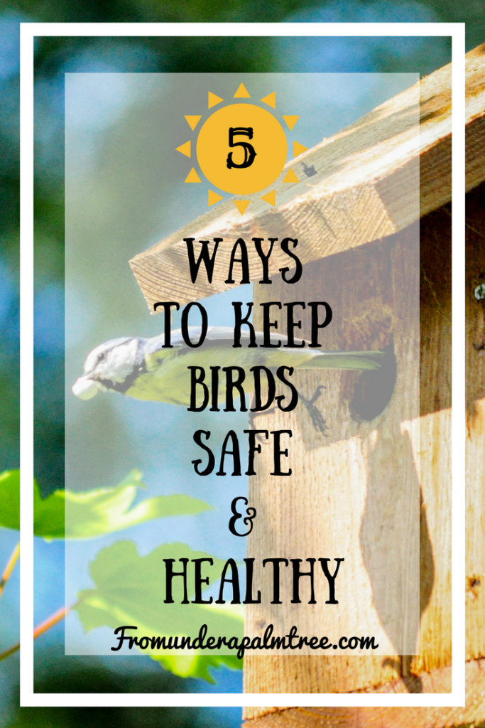 Ways to Keep Birds Safe & Healthy by From Under a Palm Tree