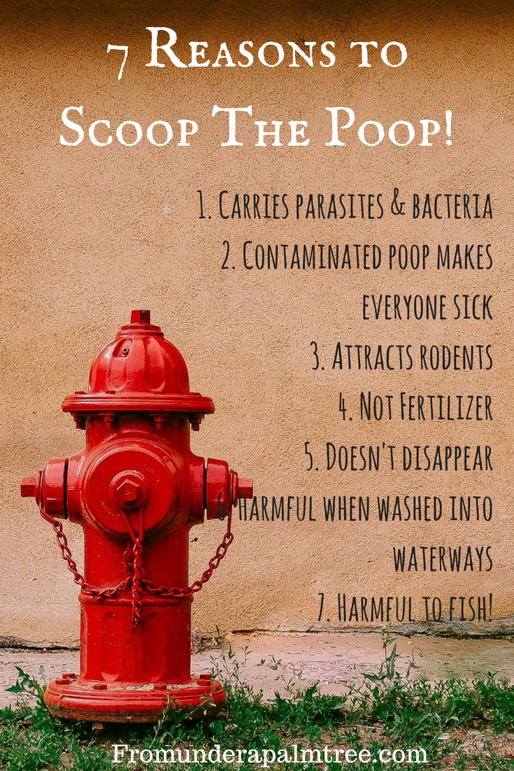 7 Reasons to Scoop the Poop > From Under a Palm Tree
