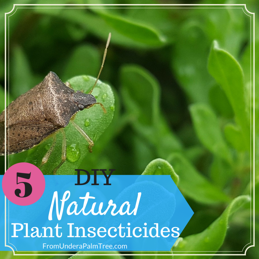 DIY | DIY insecticide | all natural bug killer | all natural insecticide | insecticide recipe | how to make your own insecticide | how to make your own bug killer for plants | how to make a natural bug killer for plants | plant care | hot keep bugs off my plants | how to keep bug off indoor plants | how to keep bug off veggie plants | how to keep bugs off vegetables | how to prevent bugs from eating my plants |