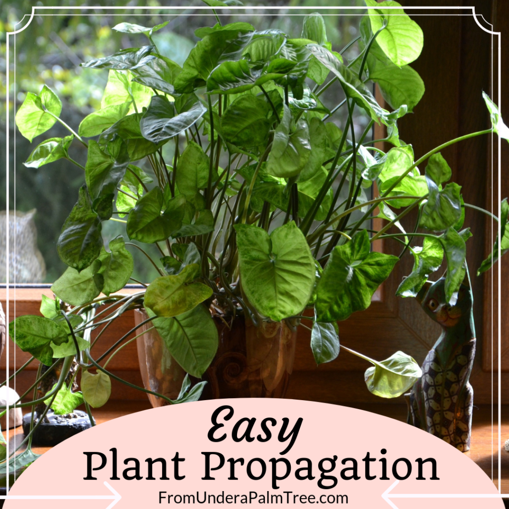 easy plant propagation | propagation | how to propagate plants | propagating plants | plant propagation | gardening | garden | garden hacks | gardening hacks | gardening ideas | plant transferring | potting plants | how to replant plants | flowers | houseplants |