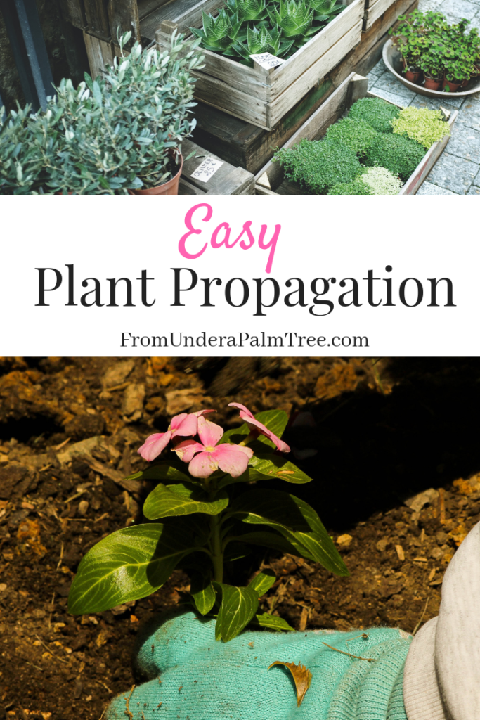 easy plant propagation | propagation | how to propagate plants | propagating plants | plant propagation | gardening | garden | garden hacks | gardening hacks | gardening ideas | plant transferring | potting plants | how to replant plants | flowers | houseplants | 