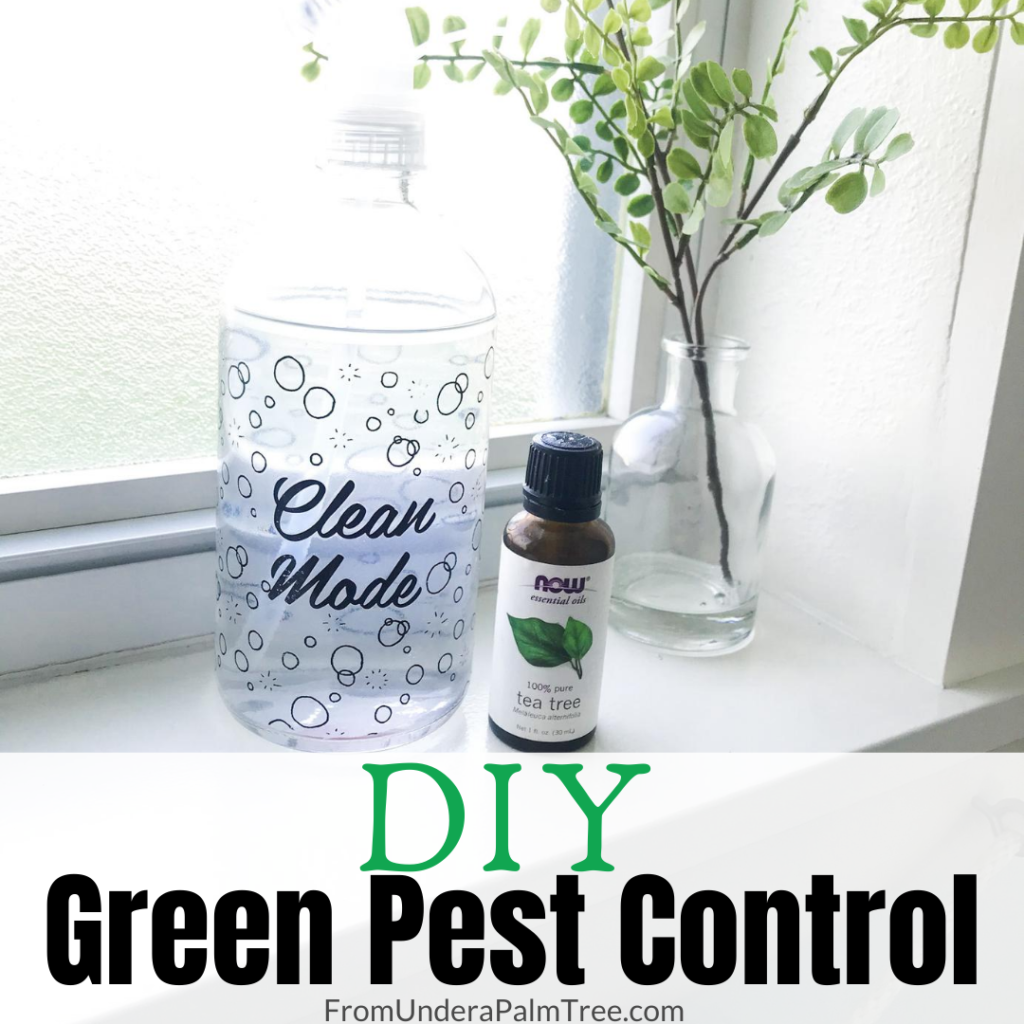 DIY | DIY green pest control | homemade pest control | pest control | pest issues | bug killer | homemade bug killer | fromunderapalmtree | Green living | home remedies | home hacks | cleaning |cleaning hacks | environmental footprint | environmentally friendly | chemical free pest control | chemical free life | free of chemicals