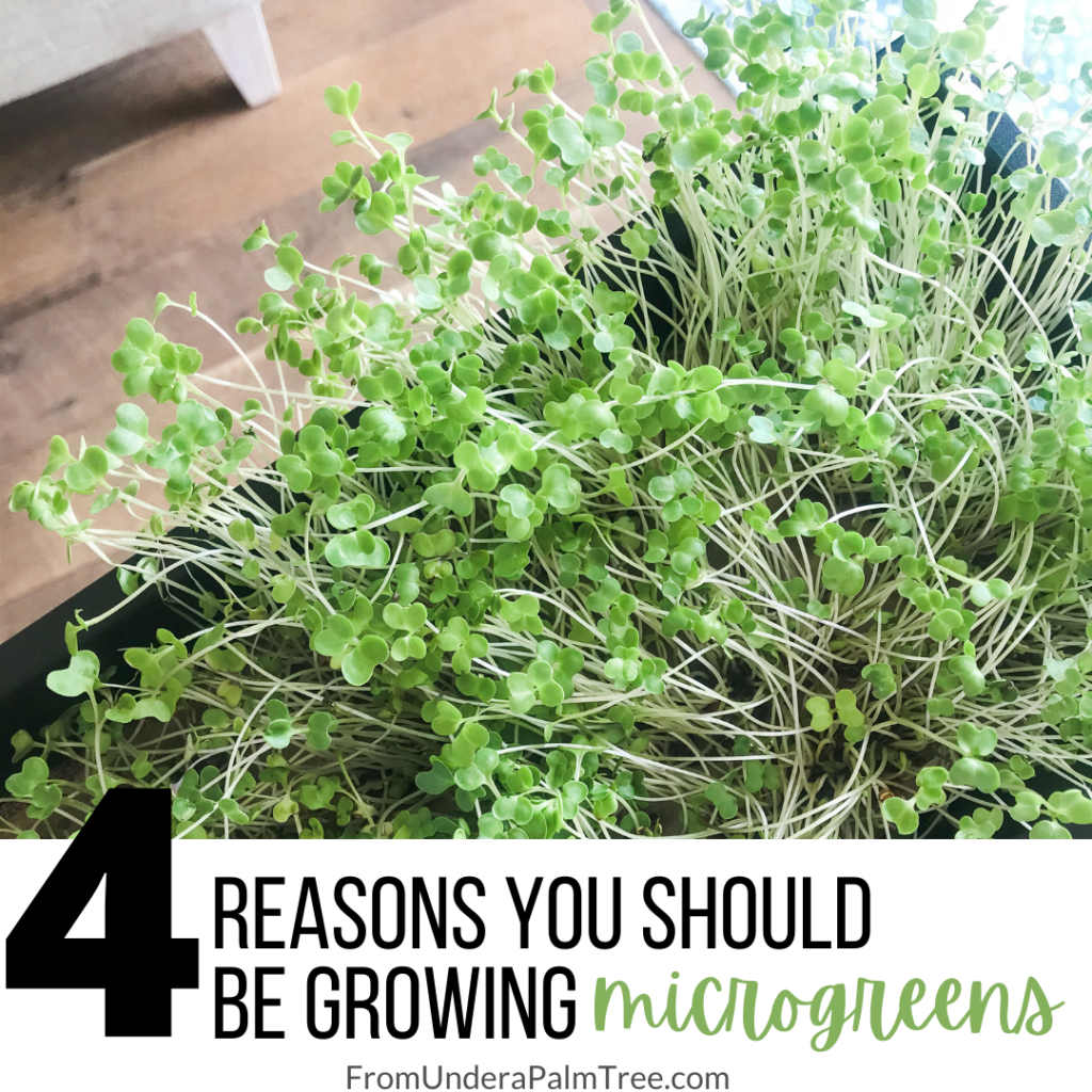 microgreens | how to grown microgreen | mico greens | what to do with microgreens | how to use microgreens | healthy eating | how to use sprouts | recipes with sprouts | sprouts | foods to add sprouts to | benefits of microgreens | benefits of eating sprouts | can I eat sprouts | healthy cooking | garden fresh | fresh from the garden | 