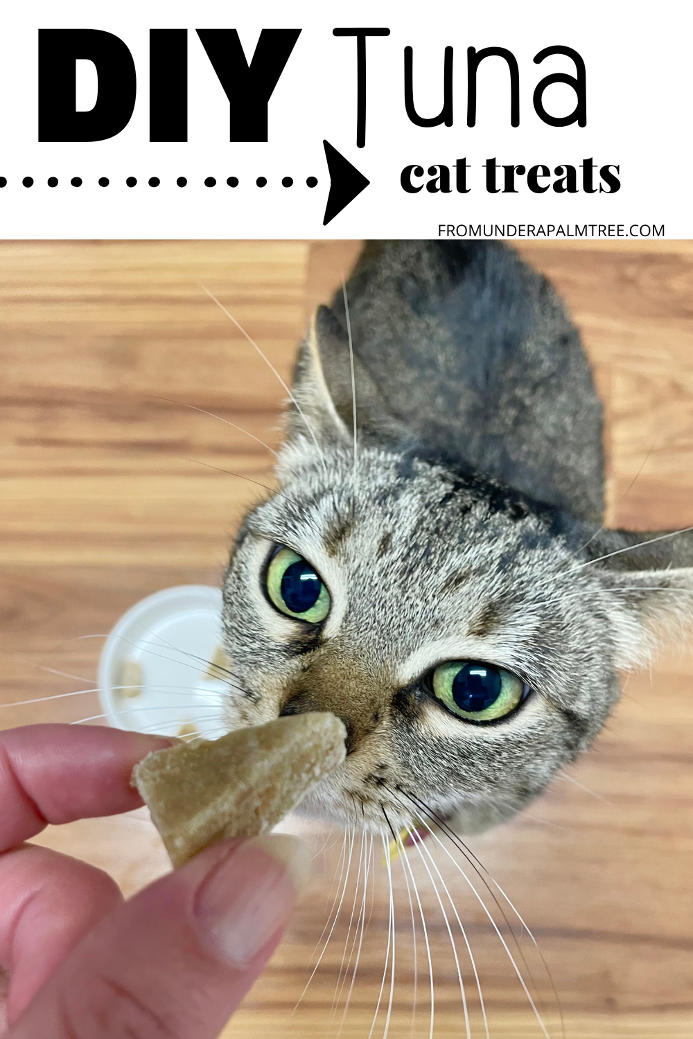 DIY Tuna Cat Treats | Tuna Cat Treats | DIY cat treats | cat treat recipe | tuna treats | DIY treats | cat mom | catdad | healthy cat treats | recipe to make cat treats | at home cat treat recipe | how to make my own cat treats | recipe to make cat treats | homemade cat biscuits |