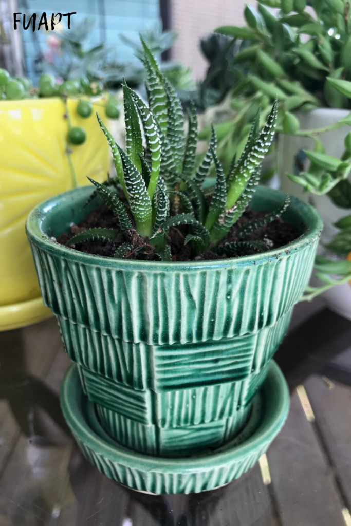 plant tips | succulents | how to care for succulents | plant life | how to grow succulents | planting succulents | succulent garden | succulents in pots | indoor succulents | outdoor succulents | indoor garden | tips on how to care for succulents | gardening tips | garden hacks | succulent hacks |