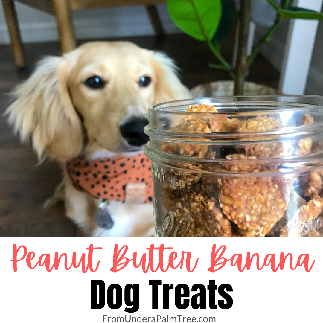 Peanut Butter Banana Dog Treats From Under a Palm Tree