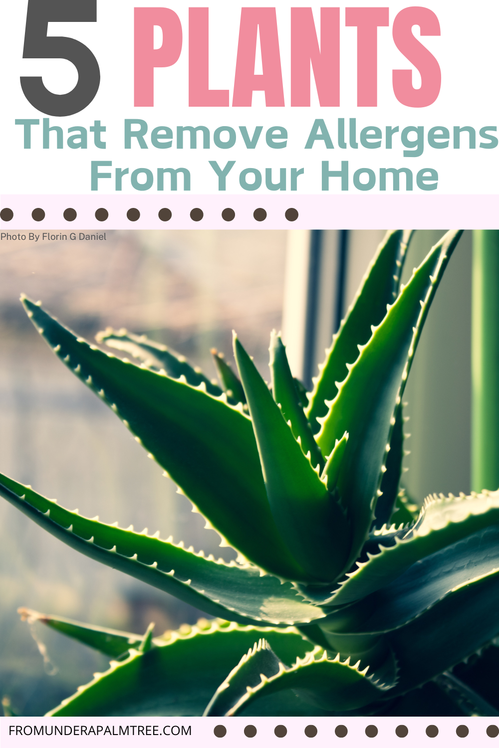 best plants for allergies and asthma | outdoor plants that remove allergens | indoor plants that remove allergens | best indoor plants for allergies and asthma | plants tha help with dust allergies | worst indoor plants for allergies | indoor plants allergy symptoms | best outdoor plants for allergy sufferers | plants that removes mold | plants that remove negative energy | plants that remove negative energy | plants that remove moisture | plants that remove readiation | plants that remove odor | plants that remove black mold | remove flies from plants | how to remove pests from plants | eczema friendly house plants | plants | planting tips | indoor plant tips | how to keep plants alive | how to not kill plants | plant hacks | gardening tips | gardening hacks | spider plants | snake plants | peace lily | alow vera | aloe vera uses | golden pothos | how to use aloe in the home |