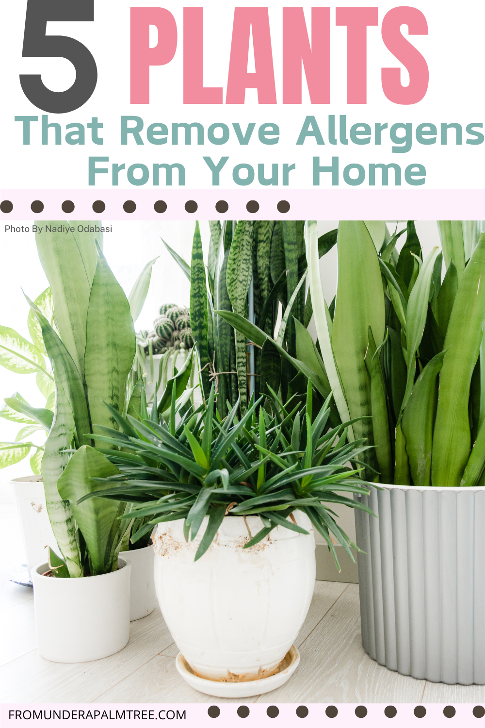 best plants for allergies and asthma | outdoor plants that remove allergens | indoor plants that remove allergens | best indoor plants for allergies and asthma | plants tha help with dust allergies | worst indoor plants for allergies | indoor plants allergy symptoms | best outdoor plants for allergy sufferers | plants that removes mold | plants that remove negative energy | plants that remove negative energy | plants that remove moisture | plants that remove readiation | plants that remove odor | plants that remove black mold | remove flies from plants | how to remove pests from plants | eczema friendly house plants | plants | planting tips | indoor plant tips | how to keep plants alive | how to not kill plants | plant hacks | gardening tips | gardening hacks | spider plants | snake plants | peace lily | alow vera | aloe vera uses | golden pothos | how to use aloe in the home |