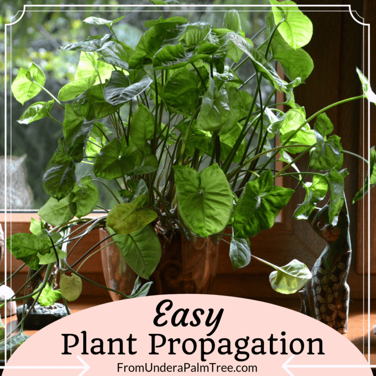 Easy Plant Propagation > From Under a Palm Tree