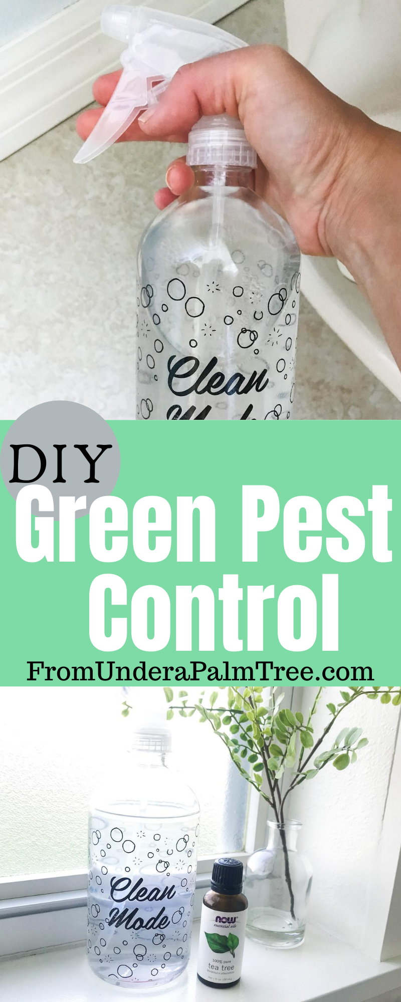 DIY Green Pest Control > From Under a Palm Tree